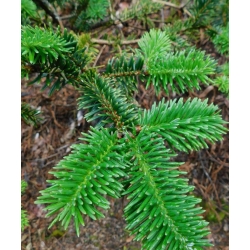 nasiona Jodła chińska Abies szt5 Fore22