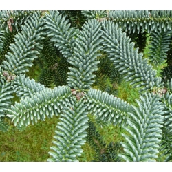 nasiona Jodła chińska Abies szt5 Fore22