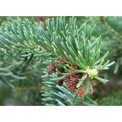 nasiona Jodła chińska Abies szt5 Fore22