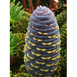 nasiona Jodła chińska Abies szt5 Fore22