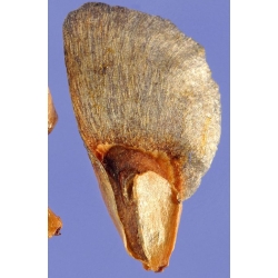 nasiona Jodła chińska Abies szt5 Fore22