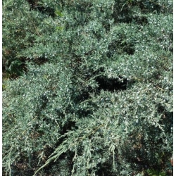 nasiona Jałowiec chiński Juniperus szt5 Fore50