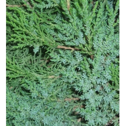 nasiona Jałowiec chiński Juniperus szt5 Fore50