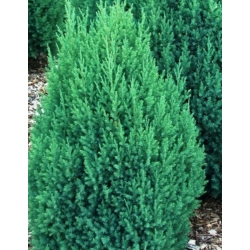 nasiona Jałowiec chiński Juniperus szt5 Fore50