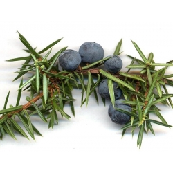 nasiona Jałowiec pospolity Juniperus szt5 Fore6