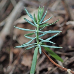 nasiona Jałowiec pospolity Juniperus szt5 Fore6
