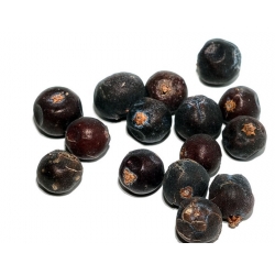 nasiona Jałowiec pospolity Juniperus szt5 Fore6