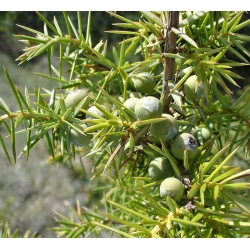 nasiona Jałowiec pospolity Juniperus szt5 Fore6