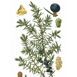 nasiona Jałowiec pospolity Juniperus szt5 Fore6