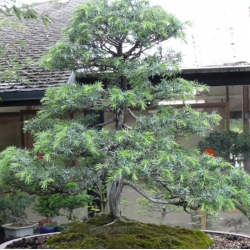 nasiona Jałowiec pospolity Juniperus szt5 Fore6