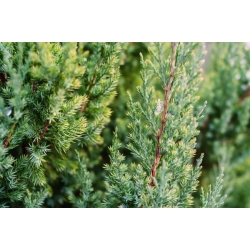 nasiona Jałowiec skalny Juniperus szt5 Fore53