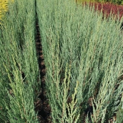 nasiona Jałowiec skalny Juniperus szt5 Fore53