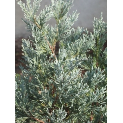 nasiona Jałowiec skalny Juniperus szt5 Fore53