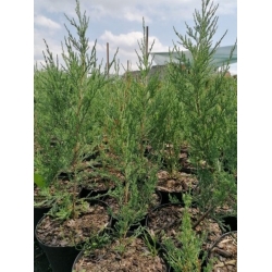 nasiona Jałowiec skalny Juniperus szt5 Fore53