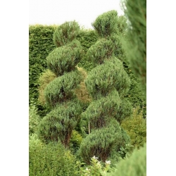 nasiona Jałowiec skalny Juniperus szt5 Fore53