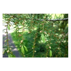 nasiona Jałowiec sztywny Juniperus szt5 Fore51