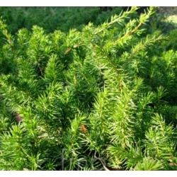 nasiona Jałowiec sztywny Juniperus szt5 Fore51