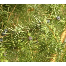 nasiona Jałowiec sztywny Juniperus szt5 Fore51