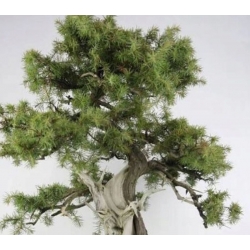 nasiona Jałowiec sztywny Juniperus szt5 Fore51