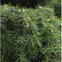 nasiona Jałowiec sztywny Juniperus szt5 Fore51