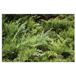 nasiona Jałowiec wirginijski Juniperus szt5 Fore52