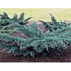 nasiona Jałowiec wirginijski Juniperus szt5 Fore52