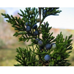 nasiona Jałowiec wirginijski Juniperus szt5 Fore52
