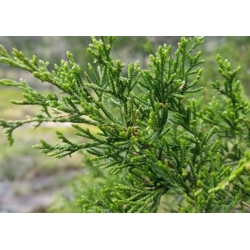nasiona Jałowiec wirginijski Juniperus szt5 Fore52