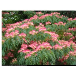 nasiona Jedwabne perskie drzewo Albizia szt5 Fore155