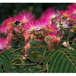 nasiona Jedwabne perskie drzewo Albizia szt5 Fore155