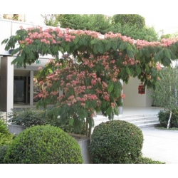 nasiona Jedwabne perskie drzewo Albizia szt5 Fore155