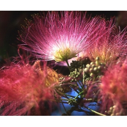 nasiona Jedwabne perskie drzewo Albizia szt5 Fore155