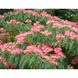 nasiona Jedwabne perskie drzewo Albizia szt5 Fore155