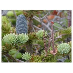 nasiona Jodła balsamiczna Abies szt5 Fore14