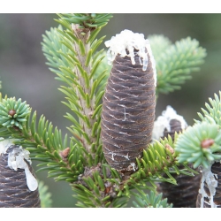 nasiona Jodła balsamiczna Abies szt5 Fore14