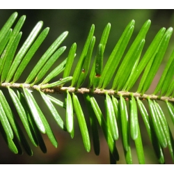 nasiona Jodła balsamiczna Abies szt5 Fore14