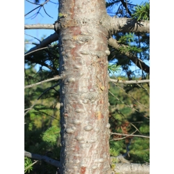 nasiona Jodła balsamiczna Abies szt5 Fore14