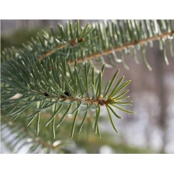 nasiona Jodła balsamiczna Abies szt5 Fore14