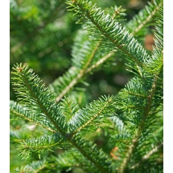 nasiona Jodła balsamiczna Abies szt5 Fore14
