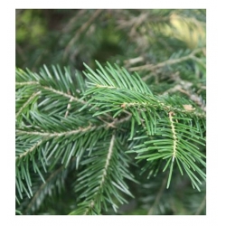 nasiona Jodła białokora Abies szt5 Fore31