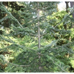 nasiona Jodła białokora Abies szt5 Fore31