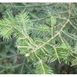 nasiona Jodła białokora Abies szt5 Fore31