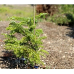 nasiona Jodła białokora Abies szt5 Fore31