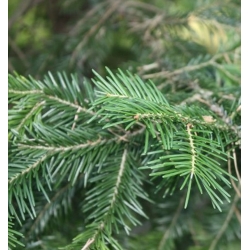 nasiona Jodła białokora Abies szt5 Fore31