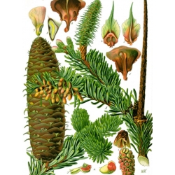 nasiona Jodła białokora Abies szt5 Fore31