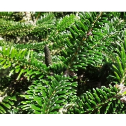 nasiona Jodła Fabera Abies szt5 Fore20