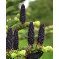 nasiona Jodła Fabera Abies szt5 Fore20