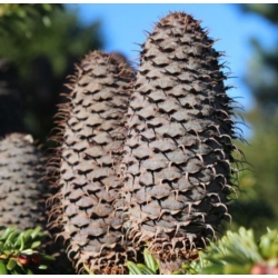 nasiona Jodła Fabera Abies szt5 Fore20