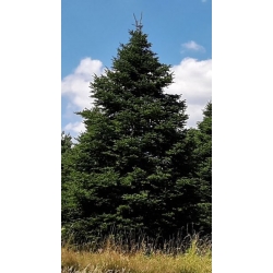 nasiona Jodła Fabera Abies szt5 Fore20