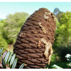 nasiona Jodła Fabera Abies szt5 Fore20